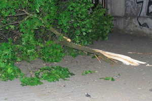 Drzewo ścięte przez rozpędzony samochód